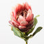12 x Protea Queen