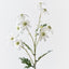 12 x Flannel Flower Spray