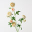 12 x Ranunculus Spray