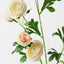 12 x Ranunculus Spray