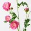 12 x Ranunculus Spray