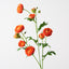 12 x Ranunculus Spray