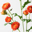 12 x Ranunculus Spray