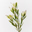 12 x Protea Leucadendron Spray