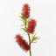 12 x Bottlebrush Spray