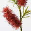 12 x Bottlebrush Spray
