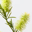 12 x Bottlebrush Spray