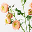 12 x Ranunculus Spray