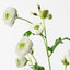12 x Ranunculus Spray