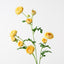 12 x Ranunculus Spray