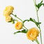 12 x Ranunculus Spray