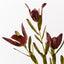 12 x Protea Leucadendron Spray
