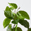 12 x Salal Leaf Spray