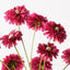 12 x Zinnia Bundle