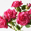 12 x Rose Spray