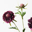 12 x Scabiosa Spray