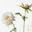 12 x Scabiosa Spray