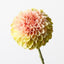 12 x Dahlia