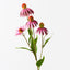12 x Echinacea Spray