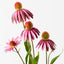 12 x Echinacea Spray