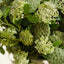 Angelica Spray (Set of 12)