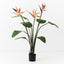 2 x Bird of Paradise Plant