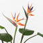 2 x Bird of Paradise Plant