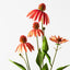 12 x Echinacea Spray