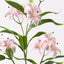 12 x Lily Asiatic Spray