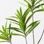 6 x Dracaena Leaf Spray