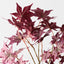 12 x Japanese Maple Leaf Spray