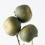 6 x Persimmon Spray
