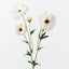12 x Ranunculus Japanese Spray
