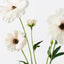 12 x Ranunculus Japanese Spray