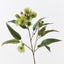 12 x Eucalyptus Flowering Spray