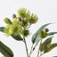 12 x Eucalyptus Flowering Spray
