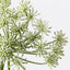 12 x Dill Seed Spray