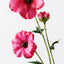 12 x Ranunculus Japanese Spray