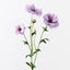 12 x Ranunculus Japanese Spray