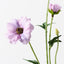12 x Ranunculus Japanese Spray