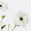 12 x Ranunculus Japanese Spray