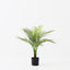 2 x Palm Areca