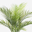 2 x Palm Areca