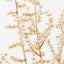 12 x Wild Asparagus Fern Bush