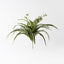 6 x Spider Plant Bush