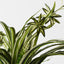 6 x Spider Plant Bush