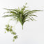 6 x Spider Plant Bush