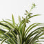 6 x Spider Plant Bush