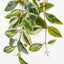 6 x Hoya Hanging Bush