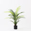 2 x Palm Areca
